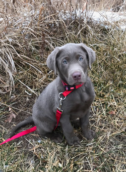 Charcoal Silver Lab Puppies For Sale K D Silver Labs Lebanon Mo