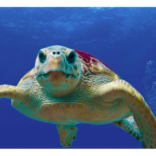 La tortue caouanne