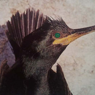 Le cormoran huppé de Desmarest