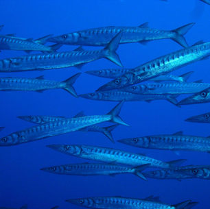Le barracuda
