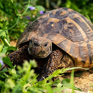 La Tortue d'Hermann