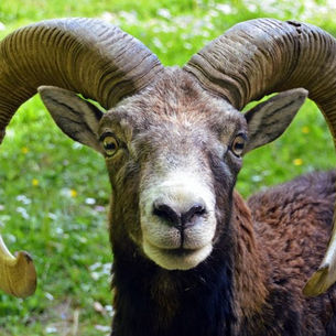 La faune corse