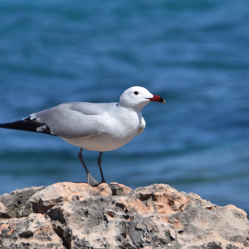 Le goéland d’Audouin