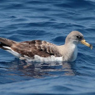 Le puffin cendré