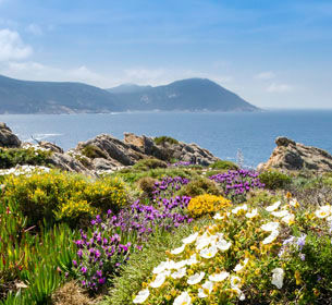 La flore corse