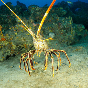 La langouste rouge, la star raffinée de Centuri