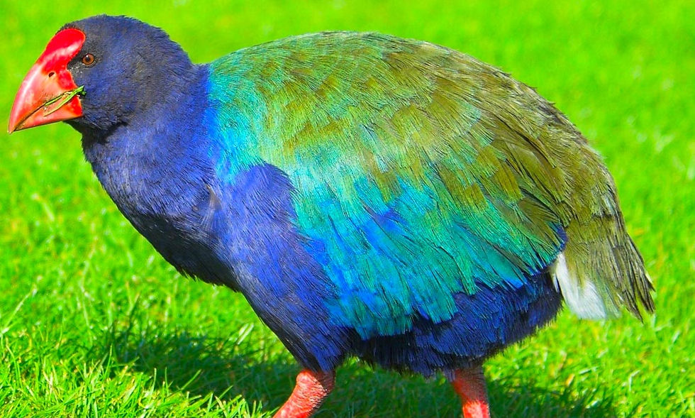 ree