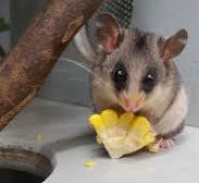 William the Mountain Pygmy Possum at Healesville Sanctuary in Australia
