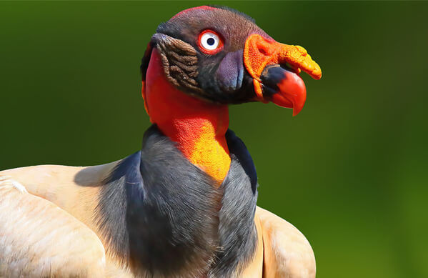 ree
