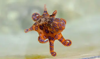 ree
