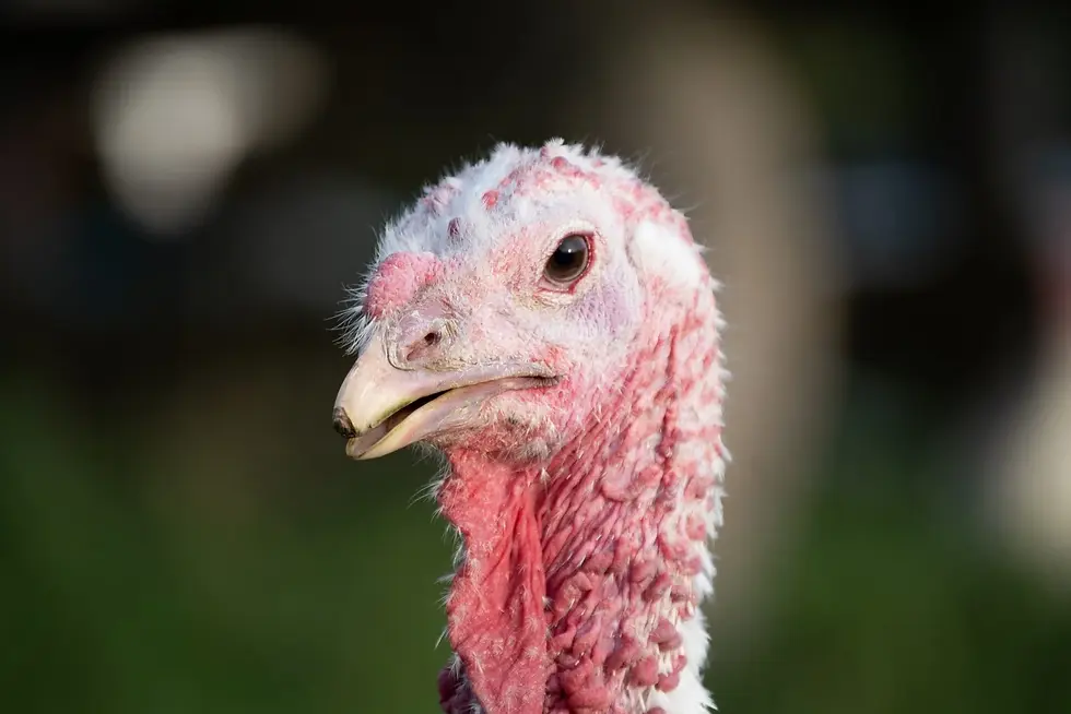 Perdita Turkey - photo from Farm Sanctuary