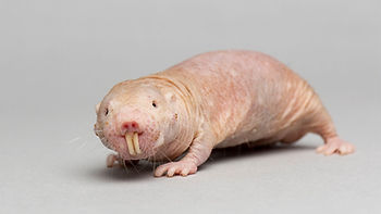 ree