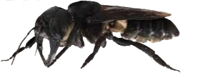 ree
