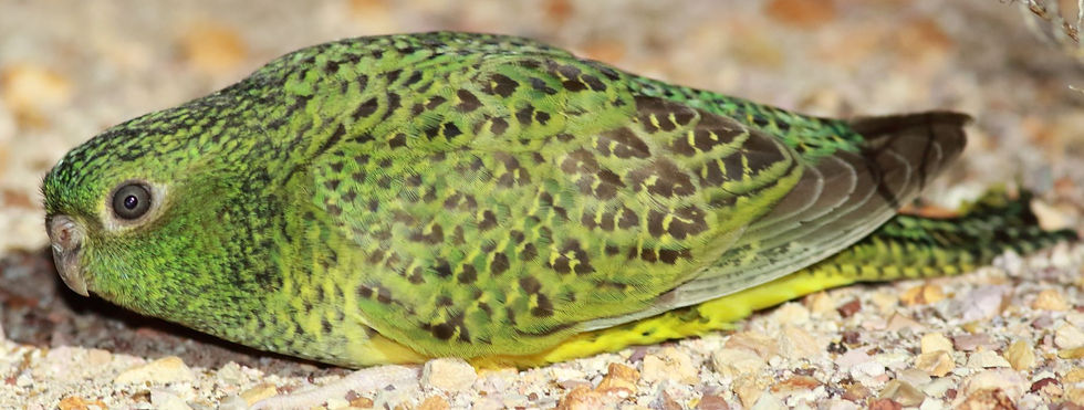 ree