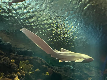 Captain Spaulding (a zebra shark) at NY Aquarium that has less pigment than usual, so his coloring is very distinctive. So beautiful to watch him swim!
