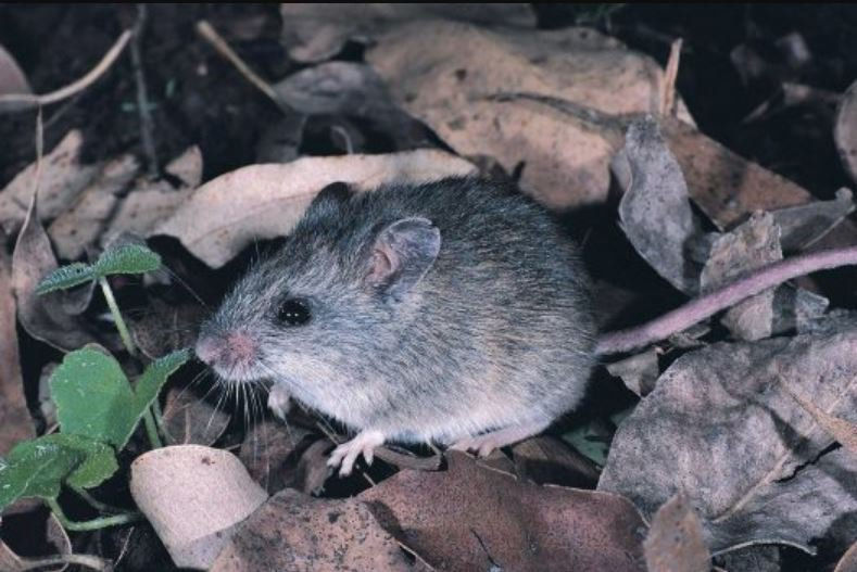 ree