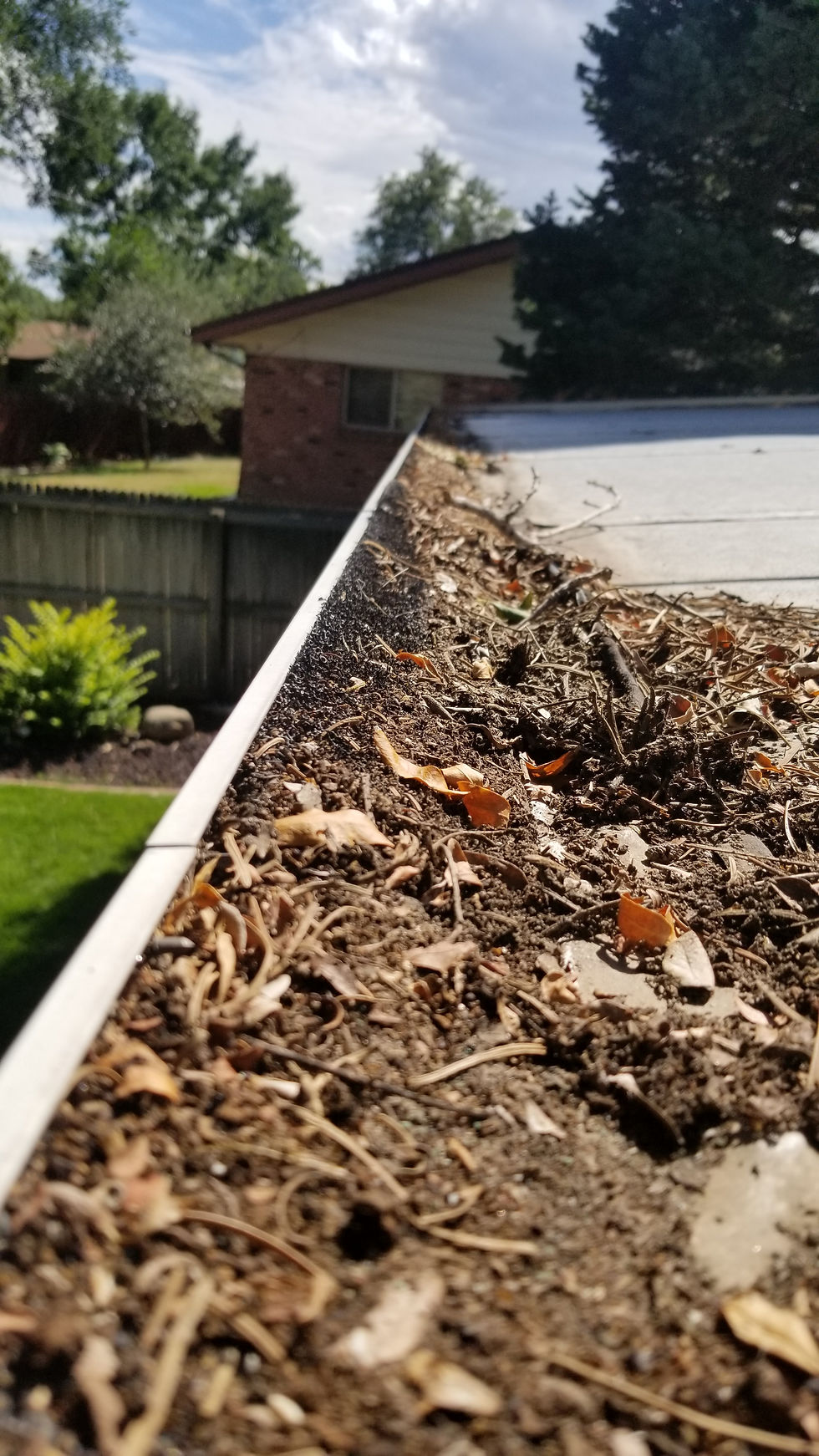 Clogged gutter filled with dry leaves, pine needles, and debris on a Colorado home roof, creating a potential wildfire ignition risk from embers.