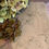 Thumbnail: Salty Patina