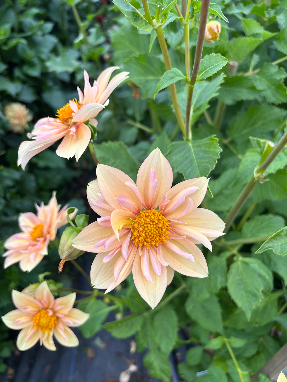 Thumbnail: Single Peach Dahlia