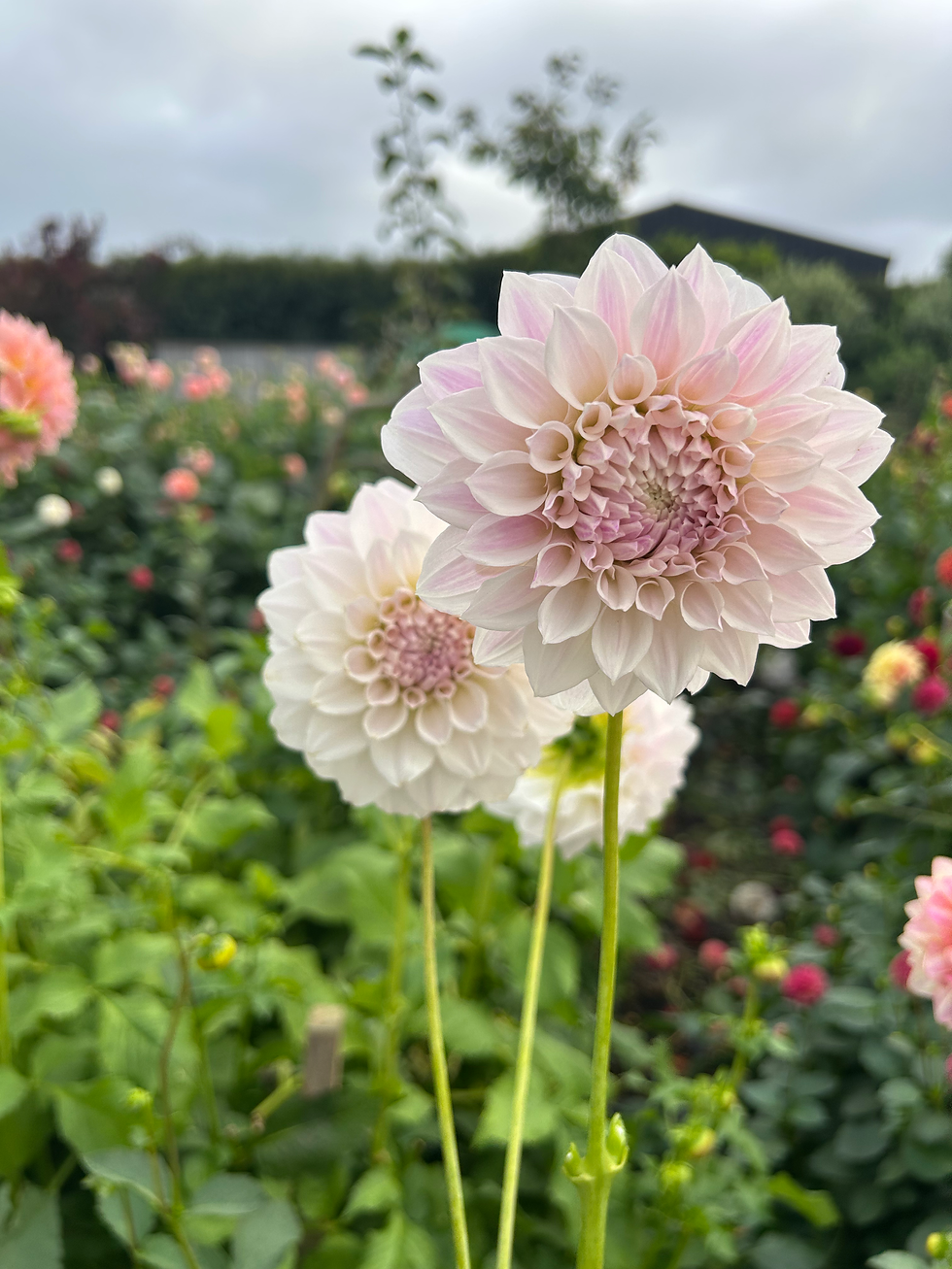 Thumbnail: JC Rasperry Sundae