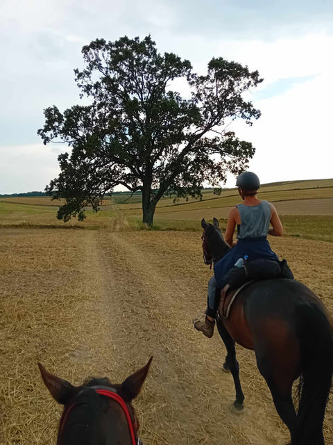Wanderreiten Sternritte Tagesritte Reiturlaub Reiterferien rajd konny Lubelskie