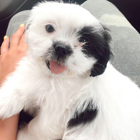 "Train up a Puppy"