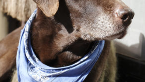 キキを葬って思ったこと