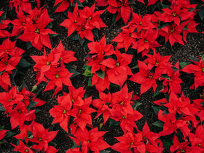 Detrás de la exportación de la flor de nochebuena