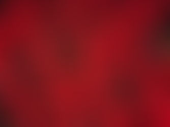 Detrás de la exportación de la flor de nochebuena