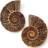 Ammonites