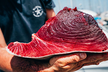 Piko Adventures - Bluefin