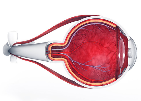Retina videos