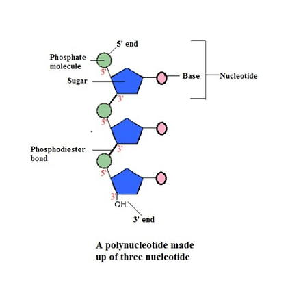 plynucleotide.png