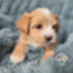 Mochi 6wks, 3