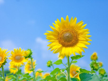 8月のお休み