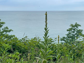566AB867-F3E9-4CAD-9CBE-4124FD2F38A0.jpeg