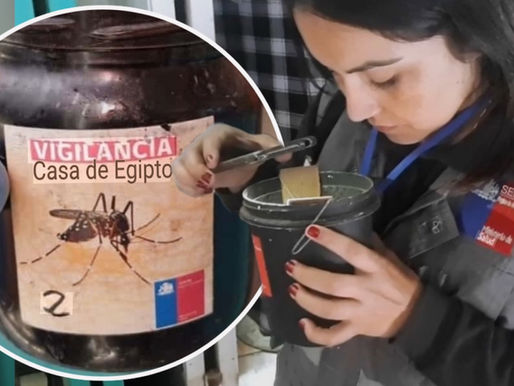 Detectan presencia de zancudo transmisor del dengue y fiebre amarilla en colegio del sector norte de Antofagasta