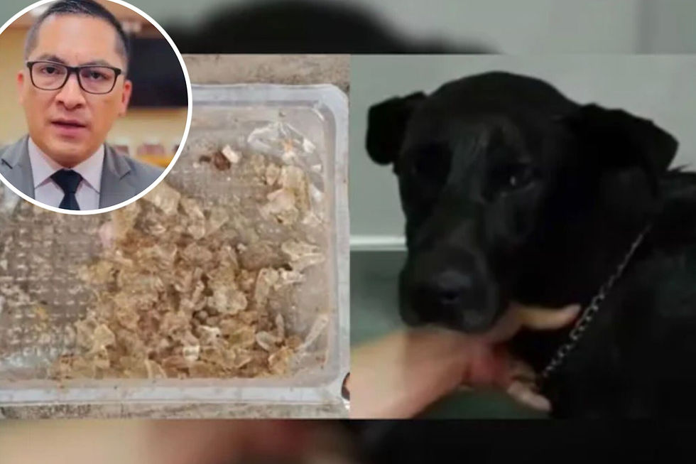 Corte Suprema confirmó el rechazo del recurso presentado contra el diputado Sebastián Videla, concluyendo que no incurrió en ningún acto ilegal al denunciar un caso de maltrato animal en Antofagasta