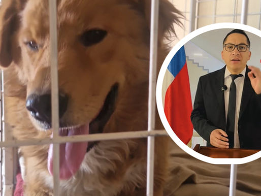 Rescatan con vida a perrito que habría sido víctima de atropello en Calama