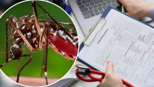 Más de 20 mil fichas clínicas en Antofagasta son revisadas tras hallazgo de mosquito Aedes aegypti