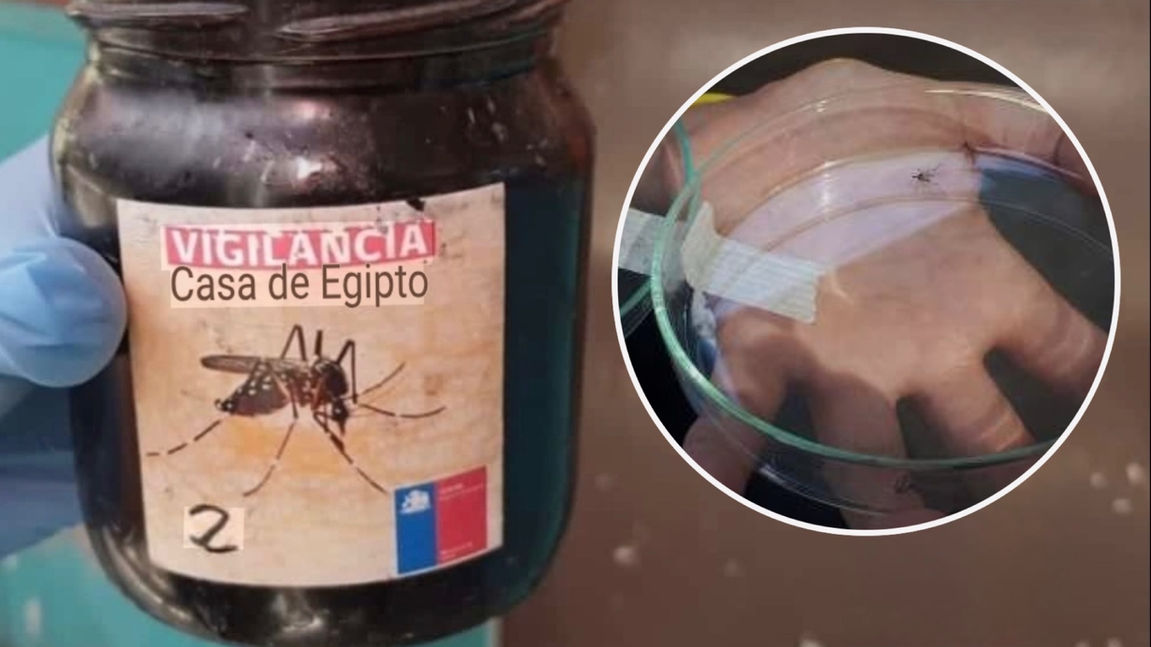 Confirman presencia zancudo vector de dengue en Tocopilla: activan plan de contingencia sanitaria por hallazgo