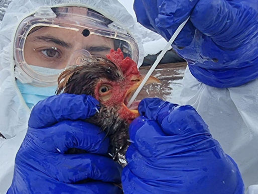 SAG eleva alerta e intensifica vigilancia ante el alarmante avance de la influenza aviar en el continente