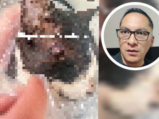 Crueldad animal en Calama: Diputado Videla denuncia muerte de dos gatos baleados