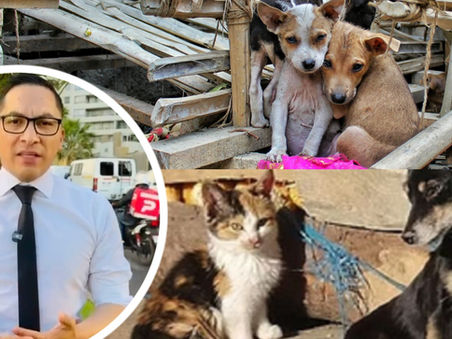 Diputado Videla propone que el Estado apoye económicamente el rescate y la alimentación de animales de la calle