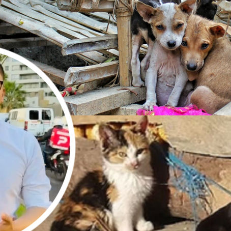 Diputado Videla propone que el Estado apoye económicamente el rescate y la alimentación de animales de la calle