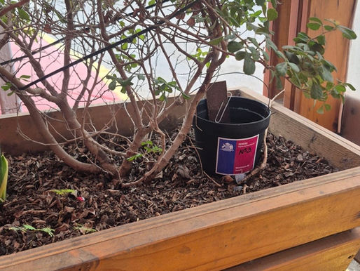 “El riesgo del Aedes aegypti no ha terminado”: instalan 50 trampas para detectar el mosquito en sectores de Antofagasta