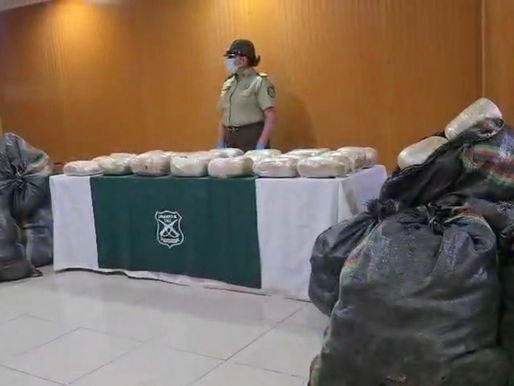 Hallan acopio de marihuana en domicilio de Calama: incautan más 300 kilos de droga