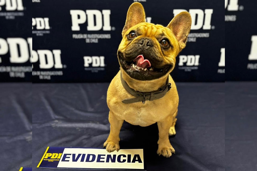 Exigían $100 mil de recompensa: detienen a seis sujetos por el robo de un Bulldog Francés en Calama