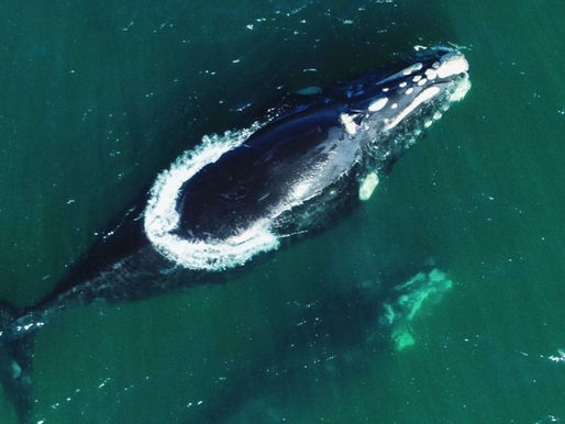 Esta es la distancia permitida para observar ballenas y animales marinos sin recibir multas