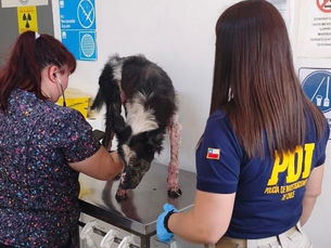 Formalizan a imputado por maltrato animal en Antofagasta: rescatan perro en estado crítico desde vivienda del sector norte